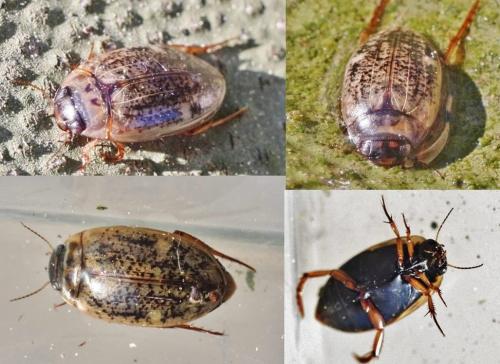 Agabus nebulosus